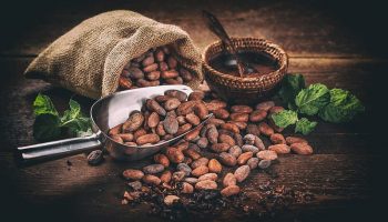 cacao4-solcoagro