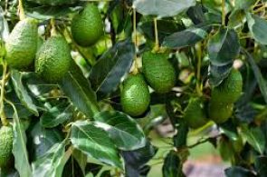 img01-palta